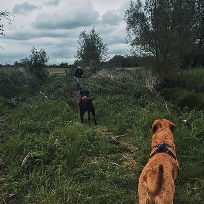 Safe social interaction between dogs